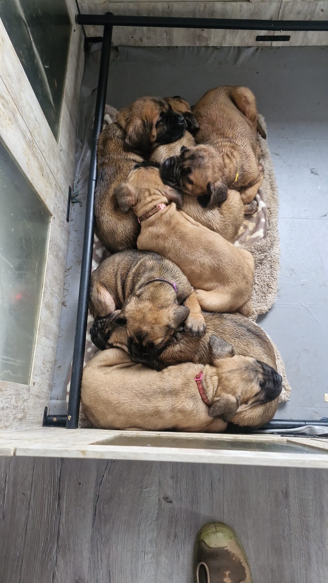 Mastiff puppies asleep together in their pen bed