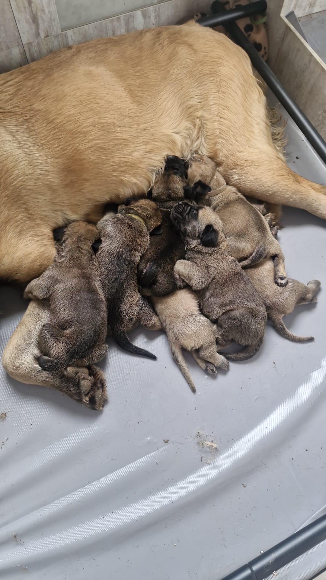 Rosa, a fawn Mastiff, lying with her newborn litter