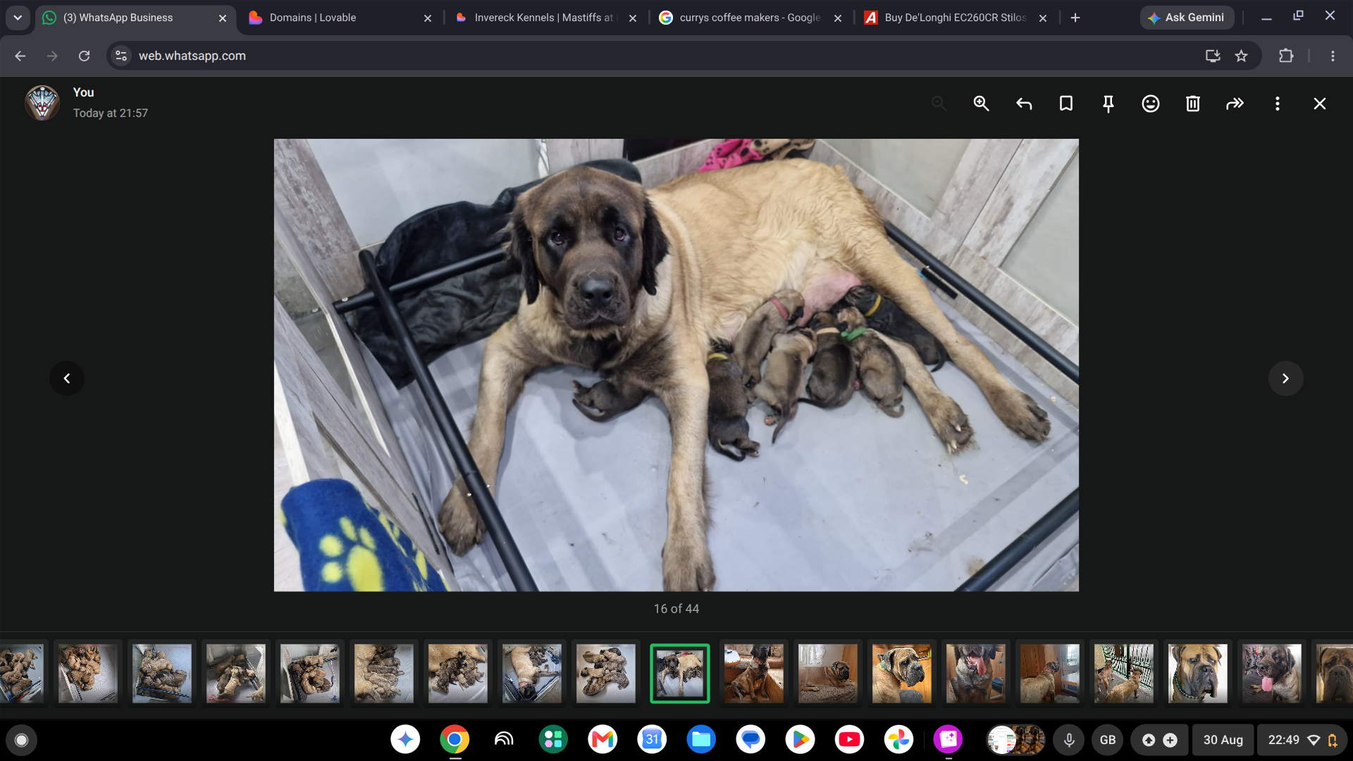 Mastiff mother lying down with her newborn litter nursing