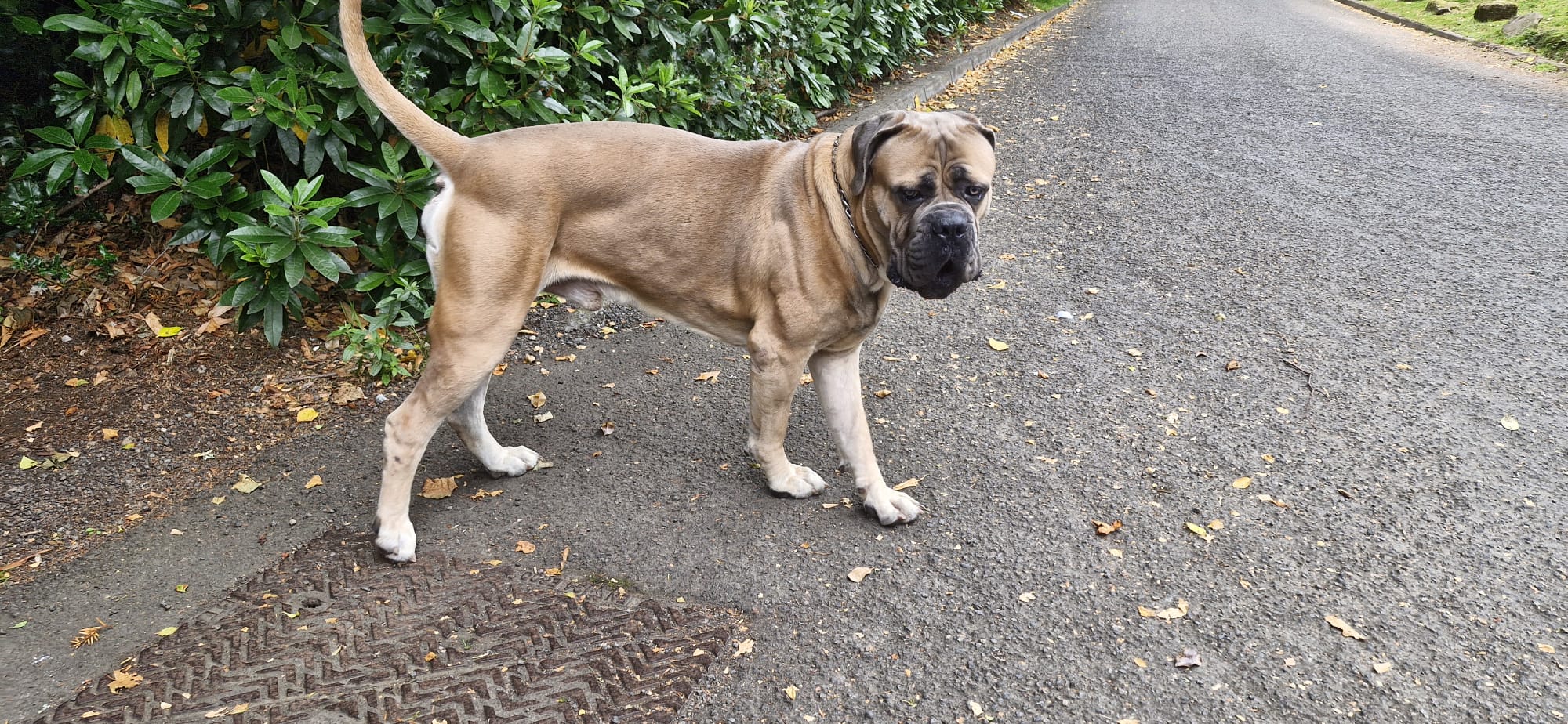 Atlas, a Formentino Cane Corso, standing alert on a country lane beside green foliage